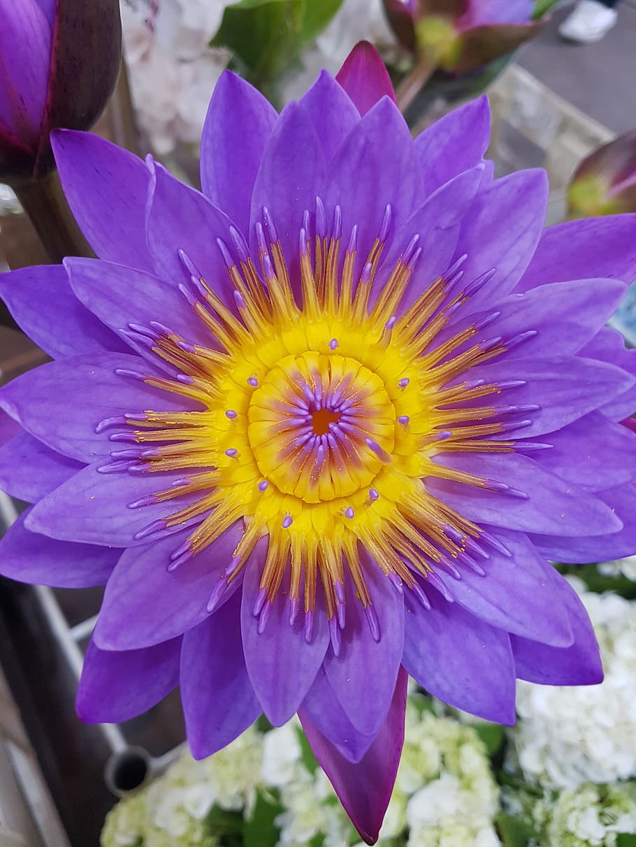 flower, exotic, purple, flowering plant, vulnerability, fragility HD wallpaper