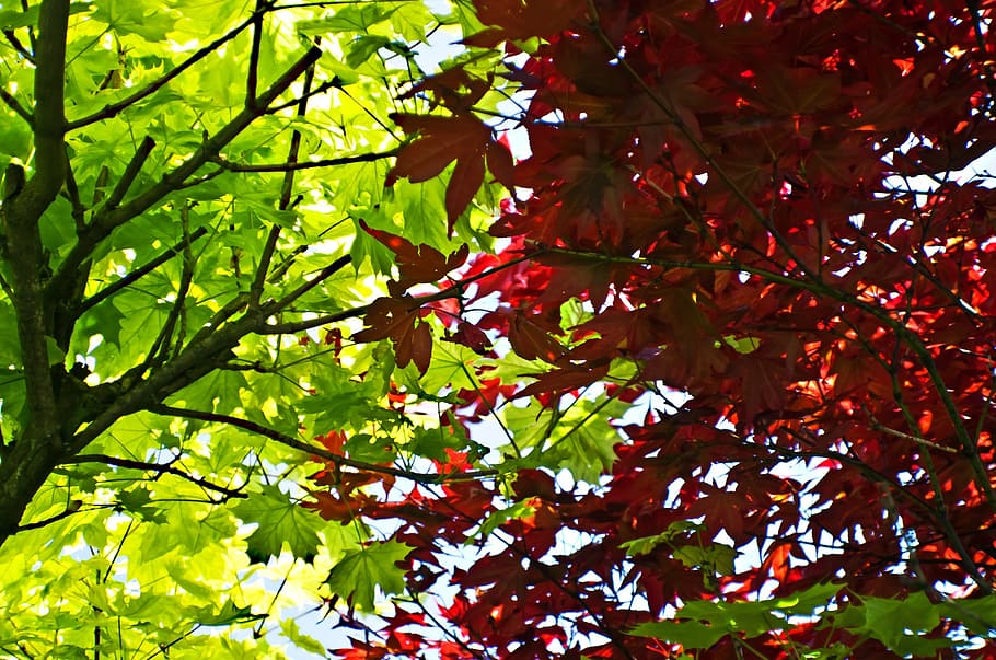 leaves, leaf, red, green, season, macro, nature, background HD wallpaper