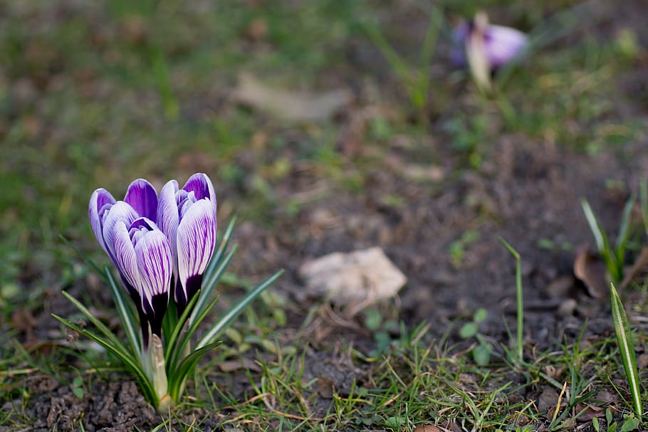 crocus, spring, bloom, blossom, botanical, colorful, flora HD wallpaper