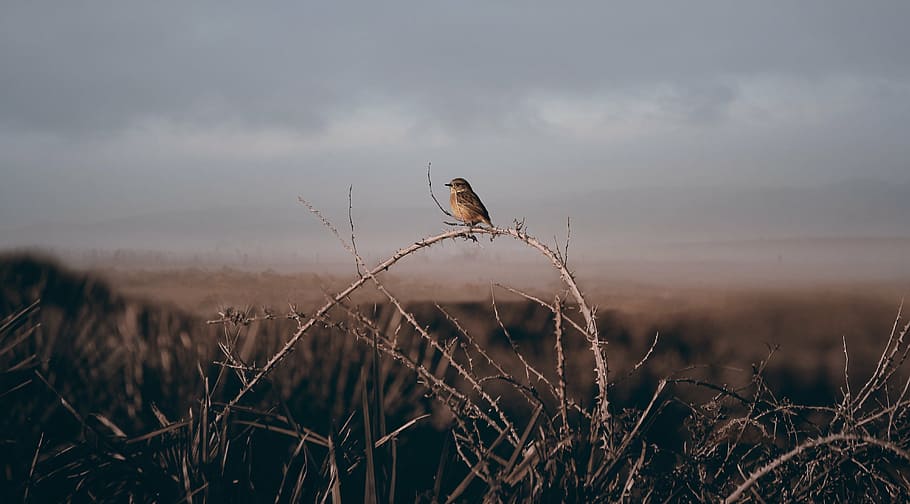 brown bird sitting on tree branch, perching, daytime, grass HD wallpaper