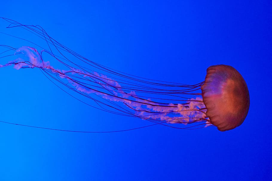 Jellyfish sales float swimming