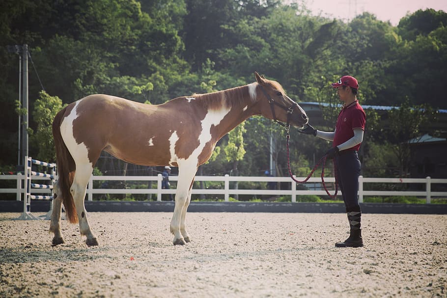 horse, riding, equestrian, domestic, domestic animals, pets HD wallpaper