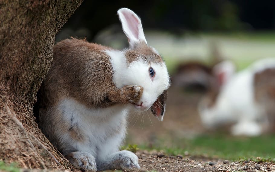white and brown rabbit beside tree at daytime, eat, mammal HD wallpaper