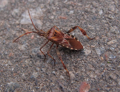 beetle, insect, macro, insects, summer, nature, tipster, macro photography HD wallpaper