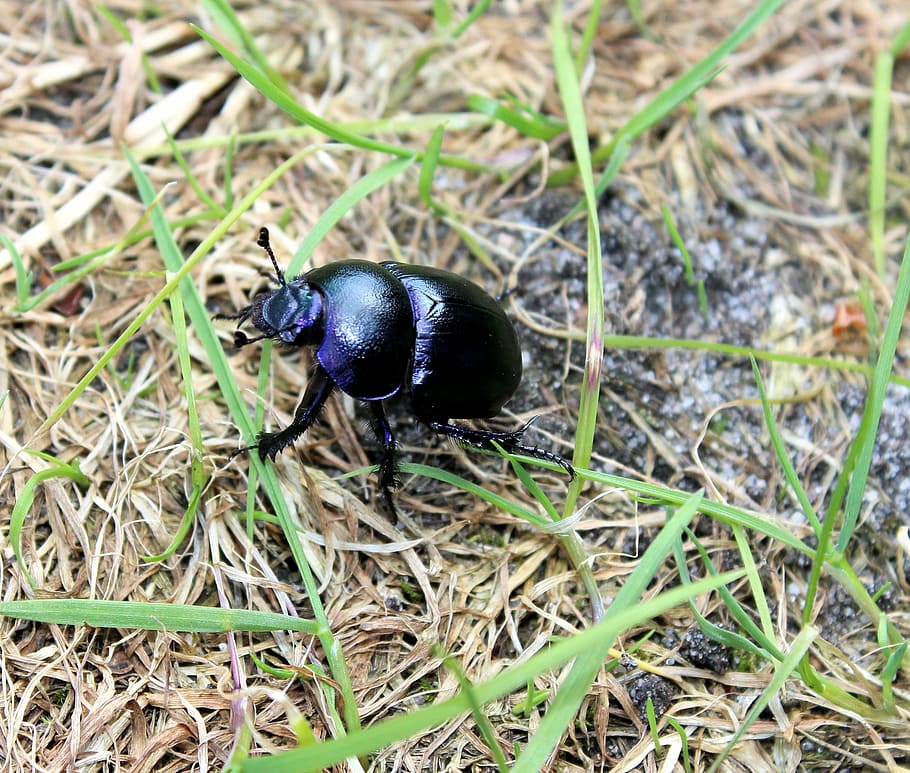 beetle, black, grass, bug, nature, garden, forest, insect, animal HD wallpaper