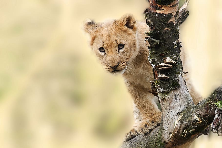 lion cub on tree branch, animal, nature, predator, big cat, wild, HD wallpaper