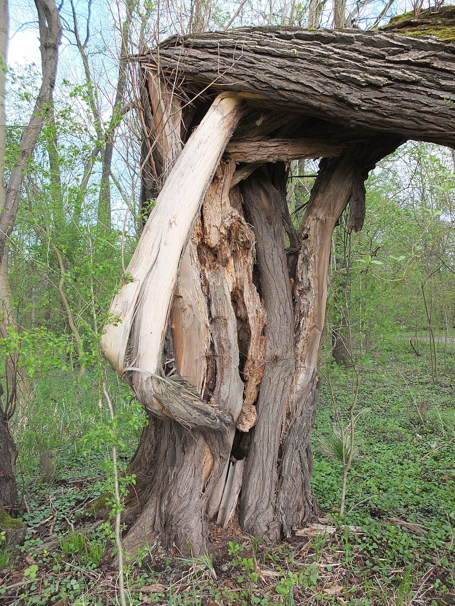 tree, tribe, fragmented, log, bark, burst, forest, plant, wood - material HD wallpaper