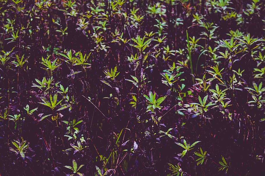 leaves, plants, growth, close-up, herb, nature, land, beauty in nature HD wallpaper