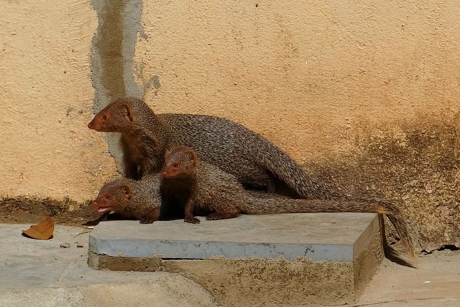 mongoose, mama, youngs, grey, indian, animal, wildlife, mammal HD wallpaper