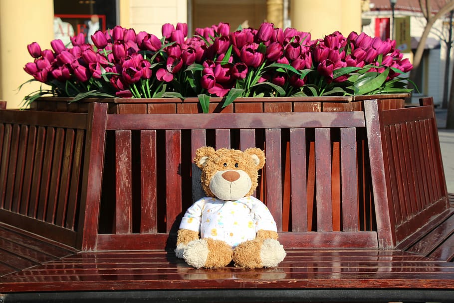 brown and white bear plush toy on brown wooden bench, the bear HD wallpaper