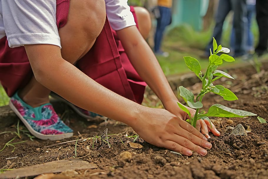 person planting green plants, environment, nature, botany, tree HD wallpaper