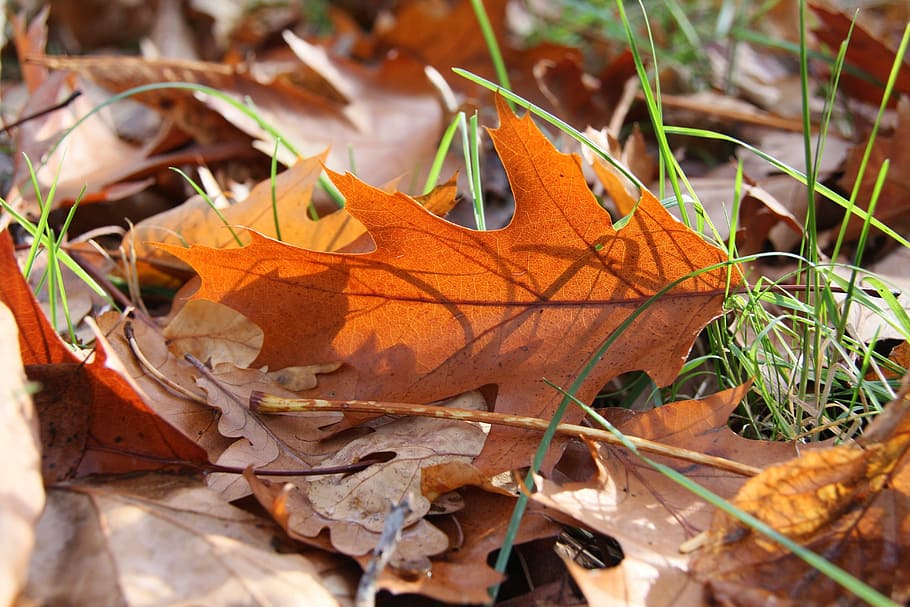 leaf, sunshine, autumn, light, shimmer, plant, close, bright HD wallpaper
