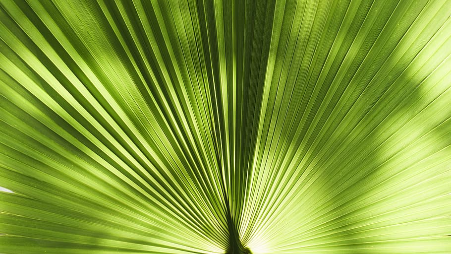closeup photography of green leaf plant, closeup photo of green leafed plant HD wallpaper