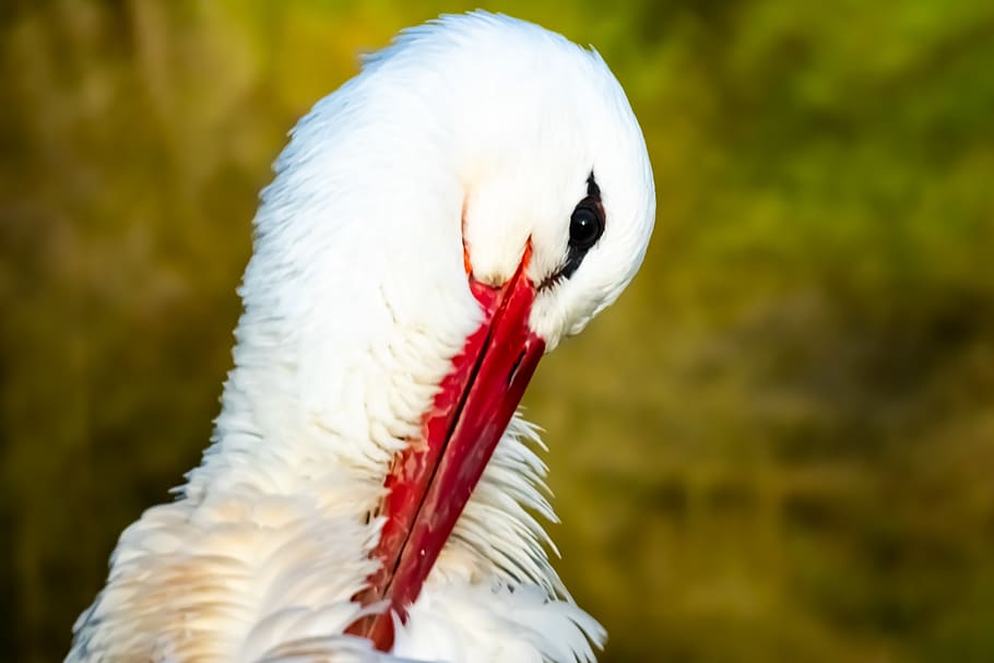 stork, bird, nature, animal themes, vertebrate, one animal HD wallpaper