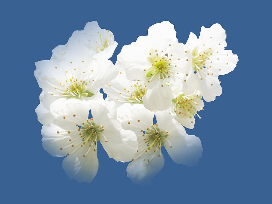 cherry blossoms, hell, white, spring, risen, bee pollen, isolated HD wallpaper