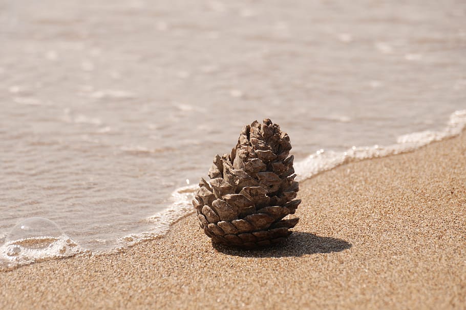 pine cones, beach, sand, water, nature, sea, land, sunlight HD wallpaper