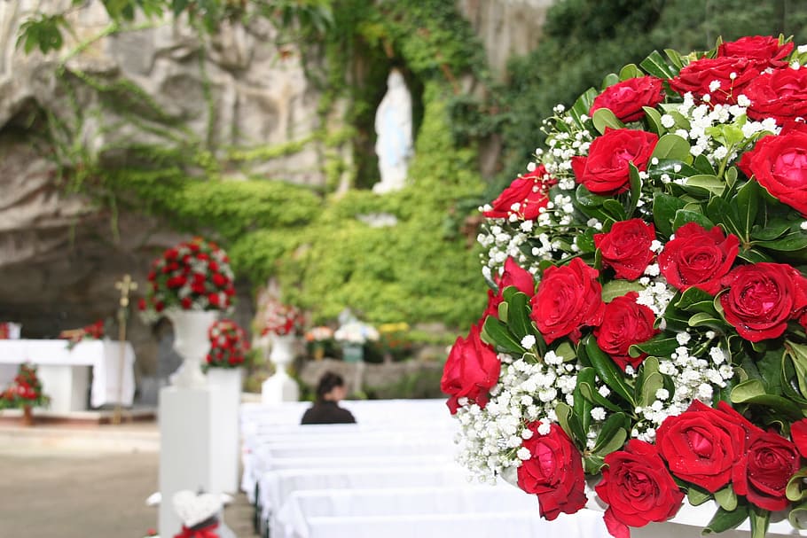 weddding day, rose, red, flower, flowering plant, beauty in nature HD wallpaper