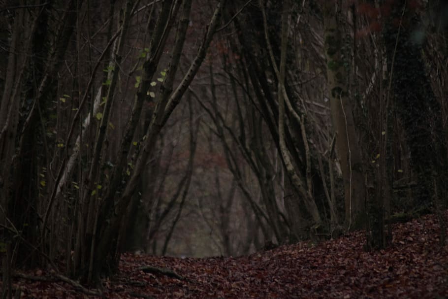 Forest Path, close shot of forest, tree, woodland, leaves, plant HD wallpaper