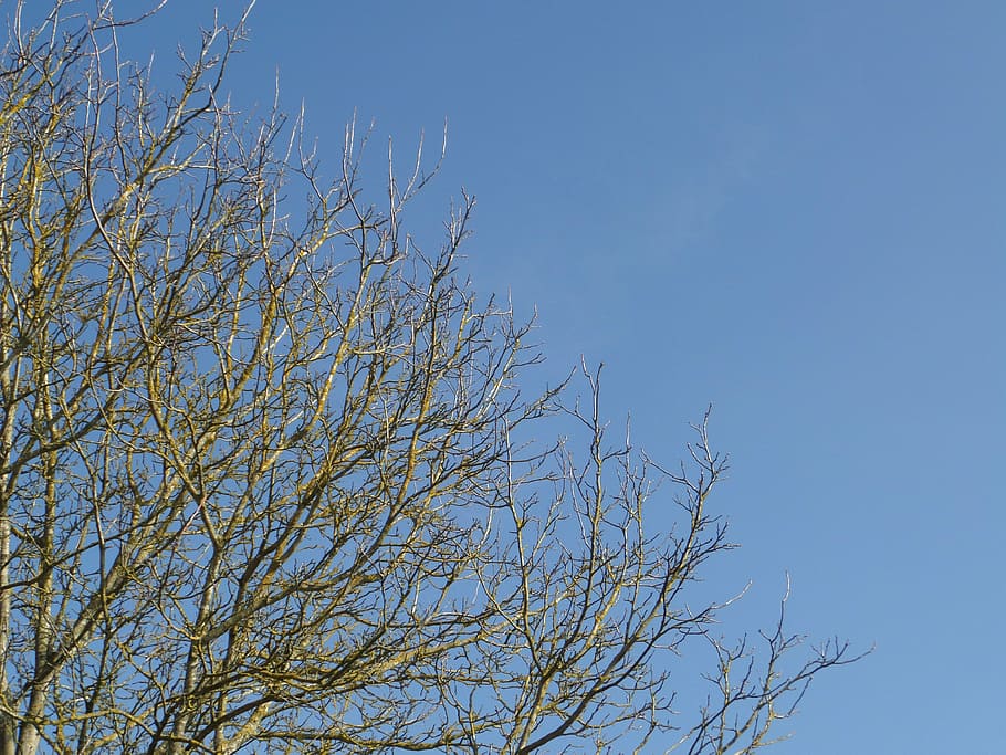 HD wallpaper: sky, blue, tree, aesthetic, branch, nature, spring, low ...