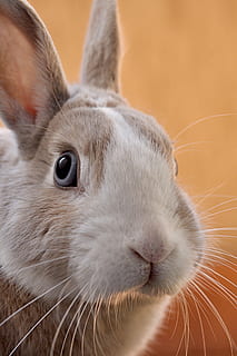 closeup photo of gray rabbit, selective focus photography of brown and white rabbit HD wallpaper