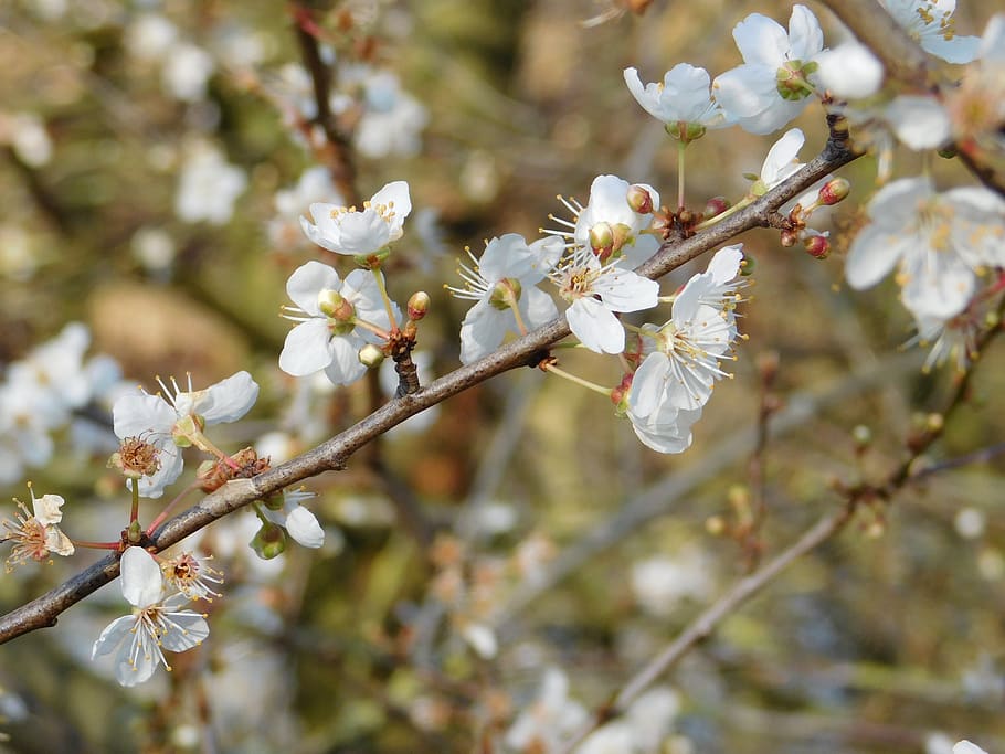 white flowers, tree branches, blooming trees, springtime, plant HD wallpaper