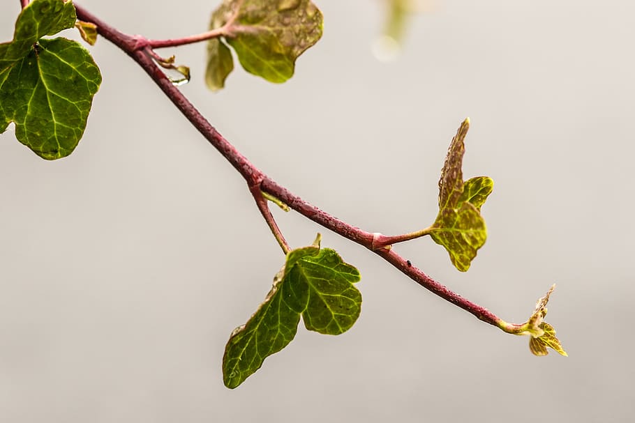 branch, leaf, autumn leaves, fall, plant part, nature, close-up HD wallpaper