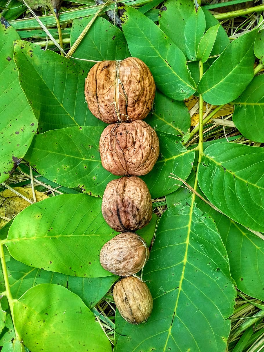 walnuts, leaf, autumn, plant part, green color, food and drink HD wallpaper