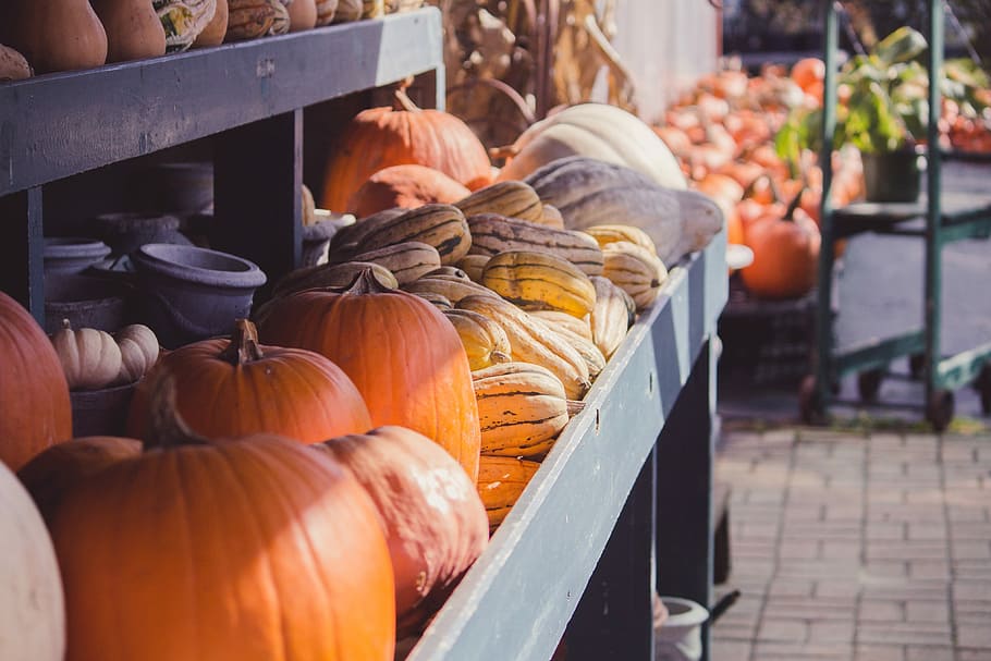 closeup photo of pumpkins inside gray display rack, pumpkin lot HD wallpaper