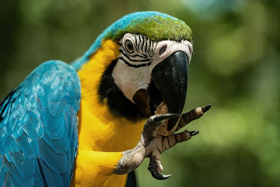 teal macaw, yellow and blue parrot, eating, nut, claw, beak, animal HD wallpaper