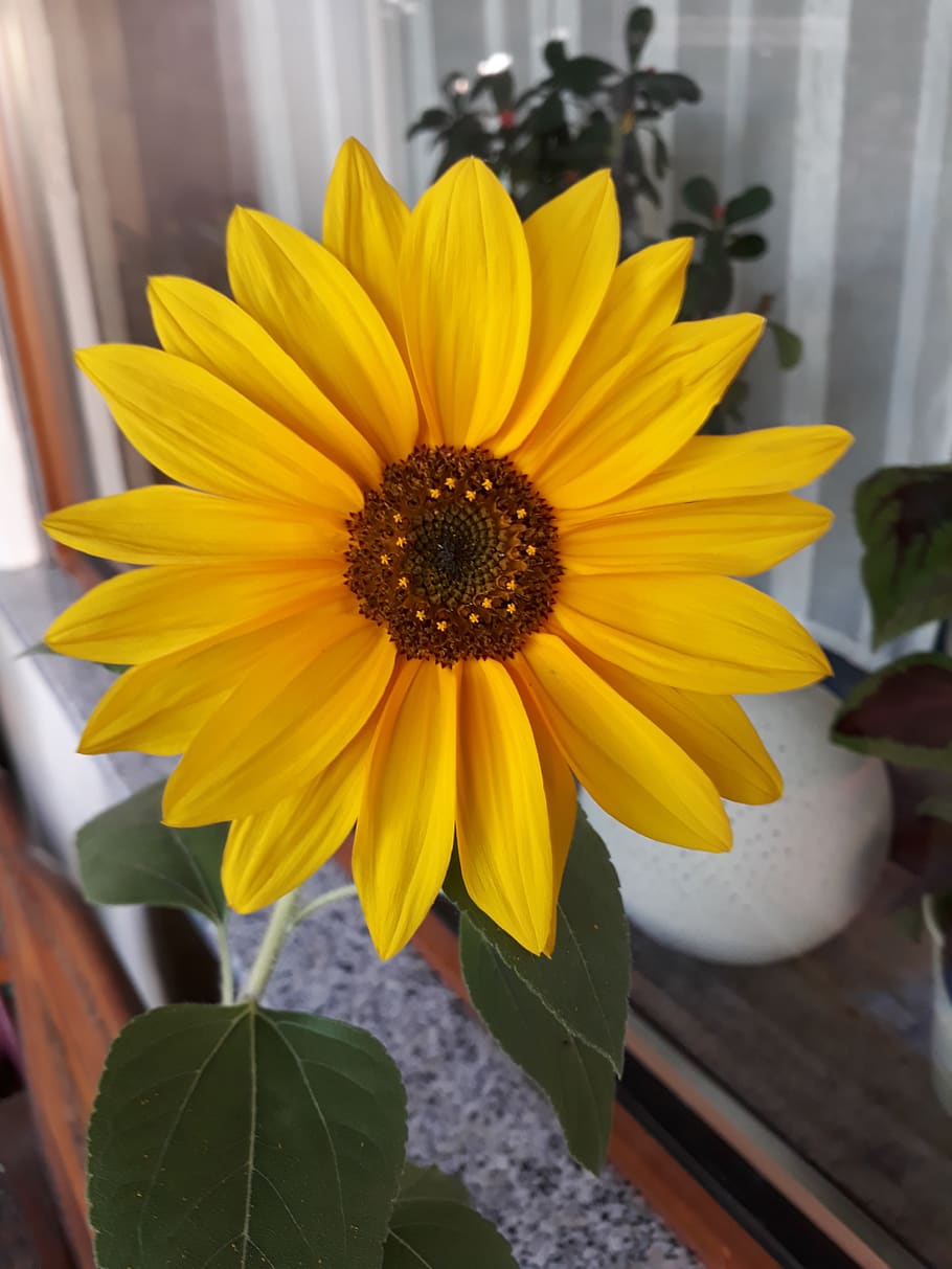 flower, plant, yellow, flowering plant, freshness, vulnerability HD wallpaper