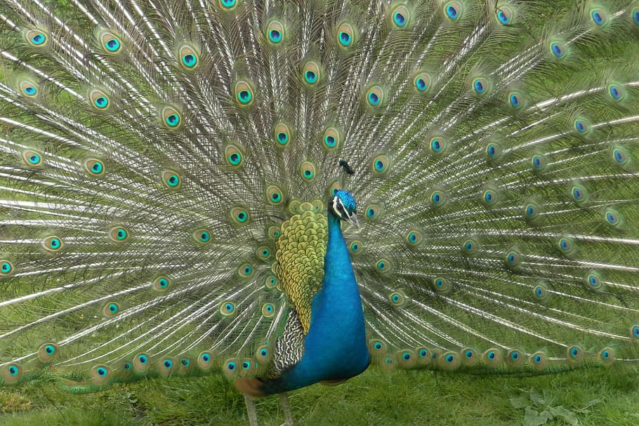 peacock, open, animal, animal themes, bird, one animal, animal wildlife HD wallpaper