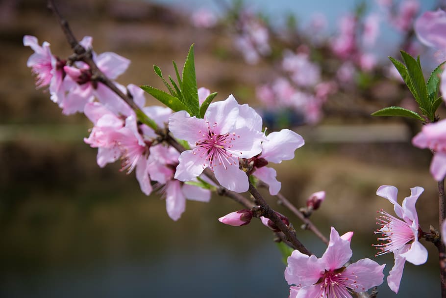 peach blossom, spring, pink, flower, flowering plant, freshness HD wallpaper