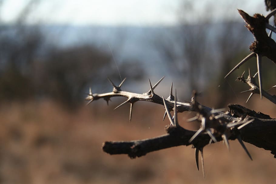 thorn tree, dry, winter, sharp, branch, brown, texture, nature HD wallpaper