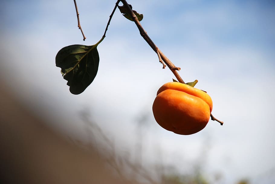 persimmon, autumn, fruit, food, food and drink, healthy eating HD wallpaper