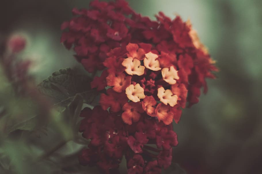 selective focus photo of white and red lantana flowers, closed HD wallpaper