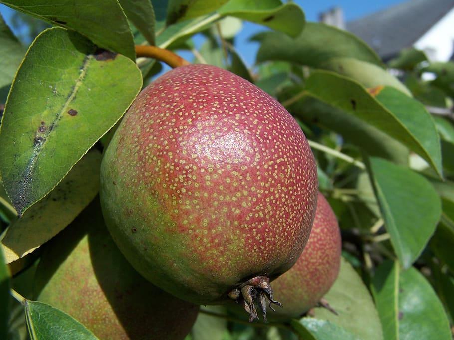 pear, fruit, foliage, summer, food, fruits, health, healthy eating HD wallpaper