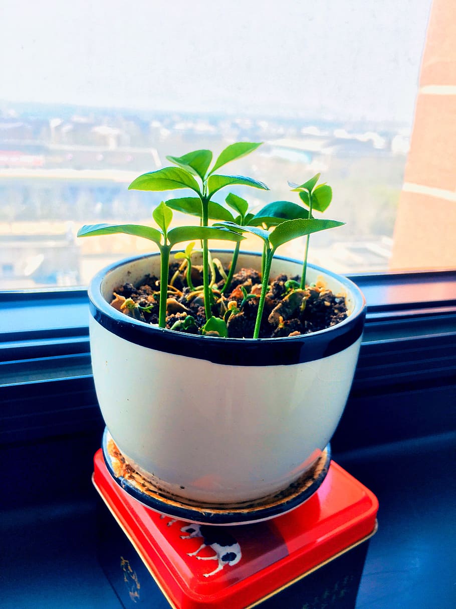 leaf, grapefruit seedling, potted plant, window, growth, nature HD wallpaper