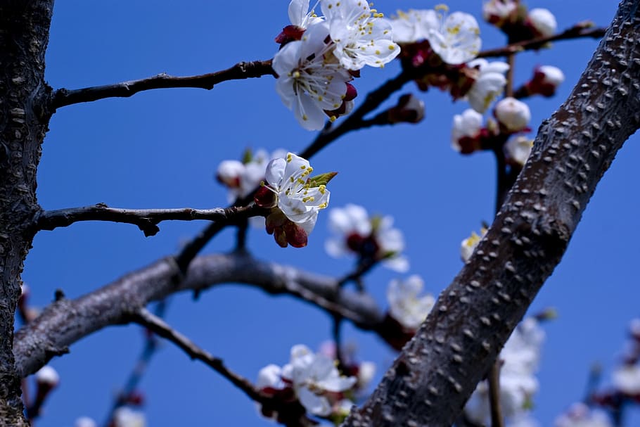 cherry blossoms, spring, blue sky, flowering trees, bloom, nature HD wallpaper