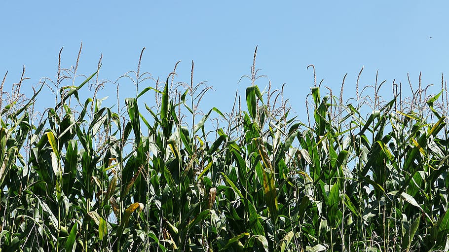 Corn, Herb, Culture, Fields, agriculture, sky, blue, cereals HD wallpaper