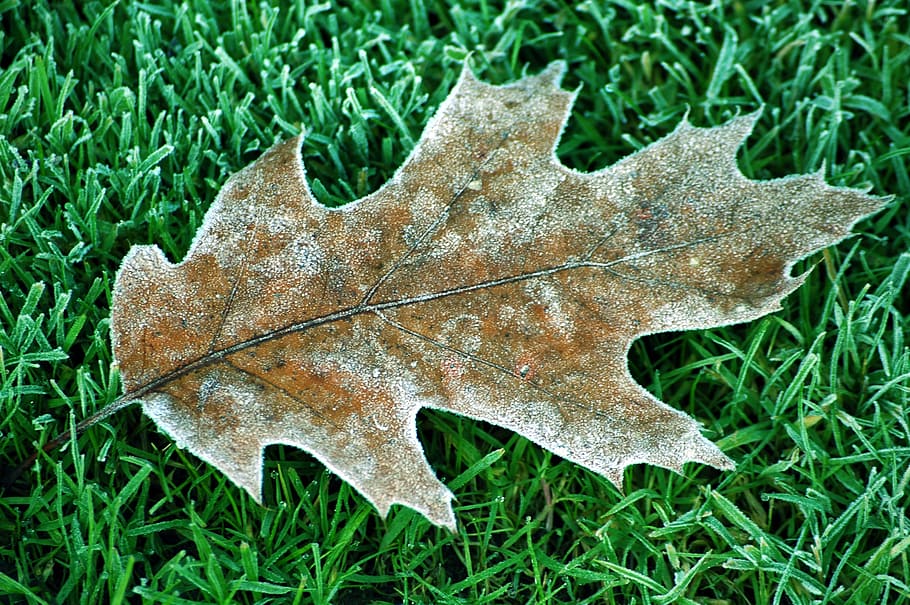leaf, winter oak, tree, oak leaves, frozen, hoarfrost, eiskristalle HD wallpaper
