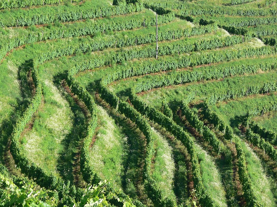 vineyard, nature, green, agriculture, green color, rural scene HD wallpaper