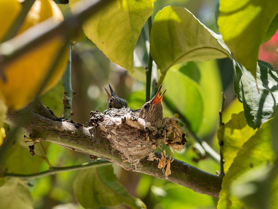 baby, bird, tree, green, bokeh, animal wildlife, animals in the wild HD wallpaper