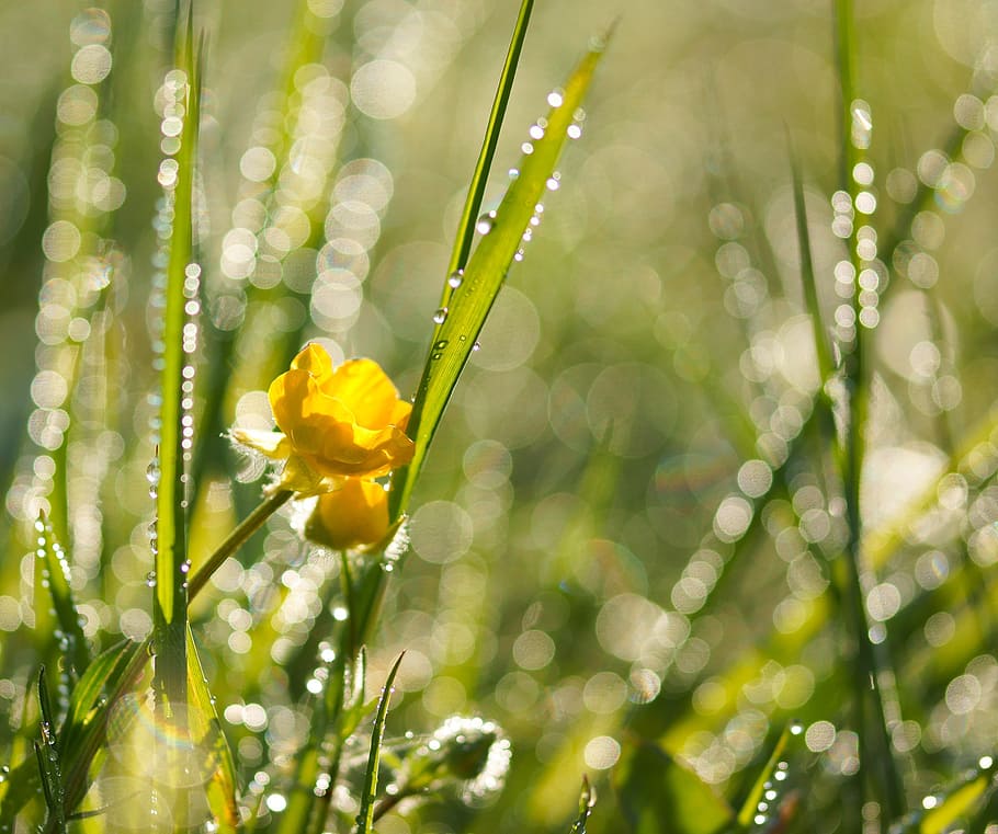 close up photography of yellow flower near green plants at daytime HD wallpaper