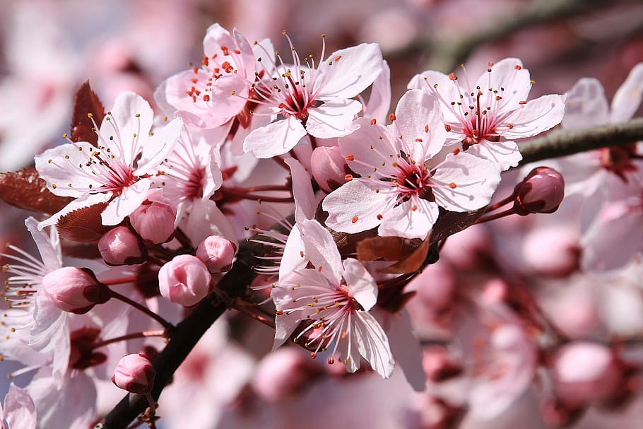 Blossom, Bloom, Nature, Plant, Pink, spring, close, macro, flower HD wallpaper