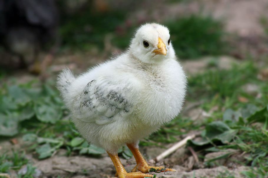 white bird on ground, chicks, easter, chicken, cute, hahn, egg, HD wallpaper