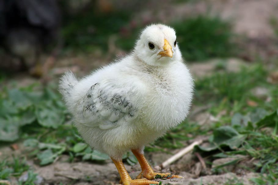 white bird on ground, chicks, easter, chicken, cute, hahn, egg HD wallpaper