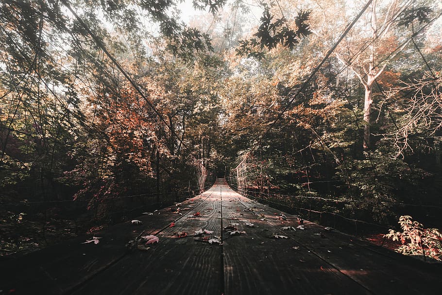 black steel cable bridge near trees at daytime, bridge under pink leafed trees HD wallpaper