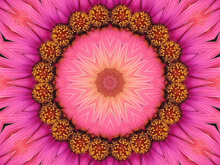 close-up photo of pink and yellow petaled flower, pattern, texture HD wallpaper