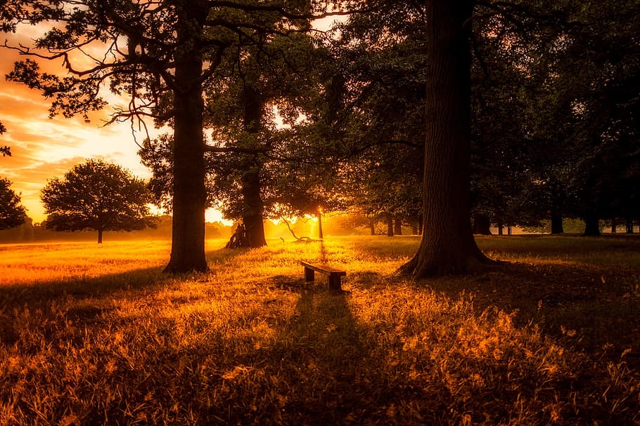 bench between trees during golden time, england, great britain, HD wallpaper