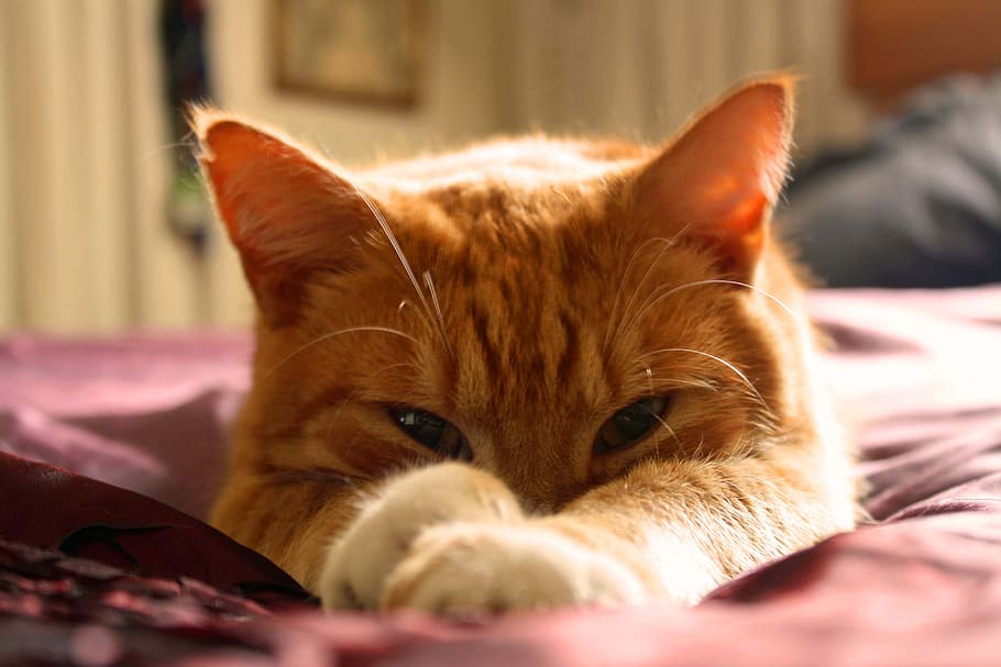 orange Tabby cat laying on red textile, orange cat, ginger cat